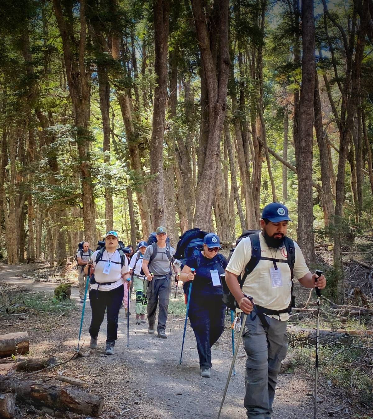 Grupo caminando con bastones y morrales por un bosque de la Patagonia